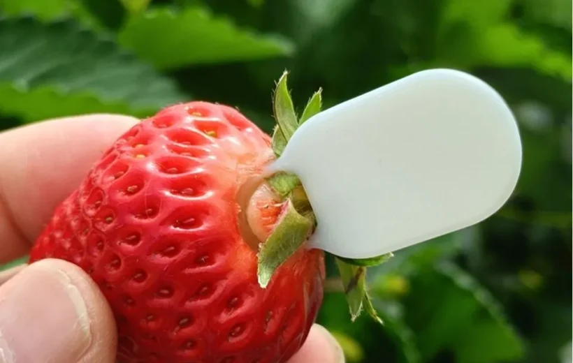 Strawberry Stem Remover